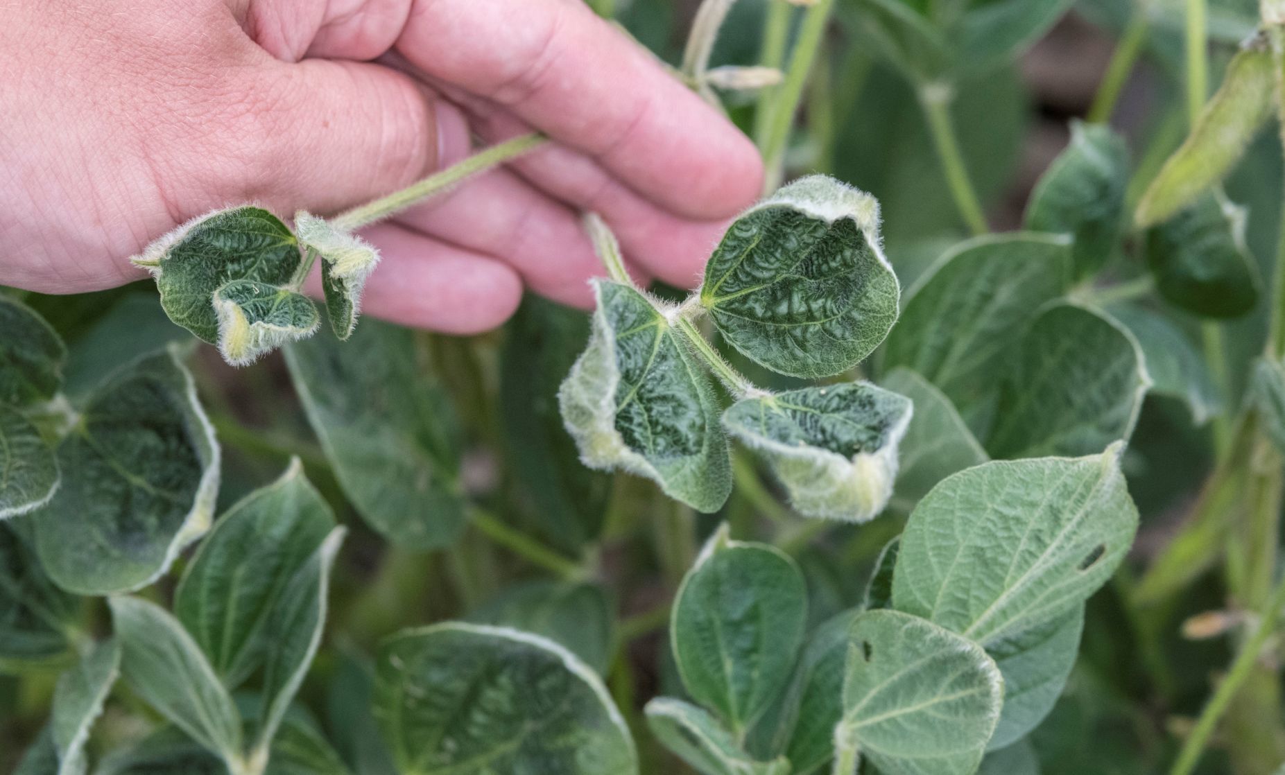 Dicamba Damage